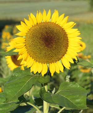 One of hundreds of sunflowers at Evans farm salutes the morning sun.