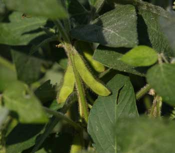 Ripe soybeans will be turned into animal feed.