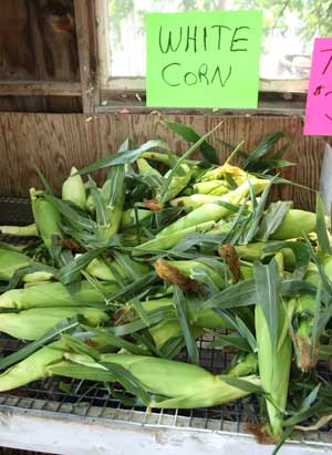 Willard Farm corn—a much-loved staple of summer in Harvard—can still be found at the stand on Still River Road.