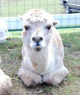 An alpaca enjoys the view at the Lions Club craft fair. The animal yields 3- to 5-pounds of fiber per year used for knitting—apparently not enough to afford dental work.  (Photo by Laura Zupancic)