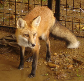 Although not exotic, this red fox is a new additon to the collection at Animal Adventures in Bolton, which features creatures from around the world. (Photo by Lisa Aciukewicz)