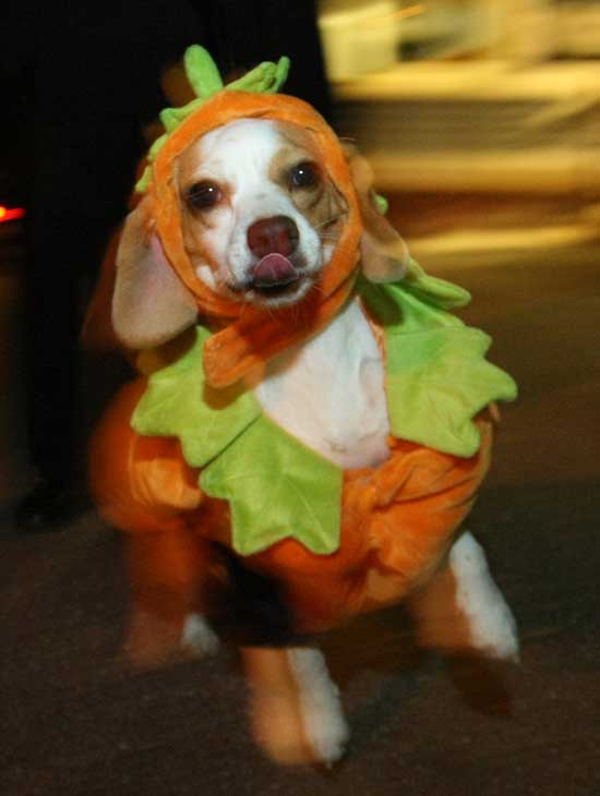 Pumpkin the pooch poses as a pumpkin.