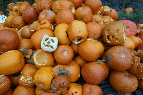 The party’s over: a pile of pumpkins awaits composting at the Community Garden on Littleton Road.