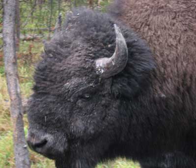 Got a nickle? (Courtesy photo by Bryce Larrabee)