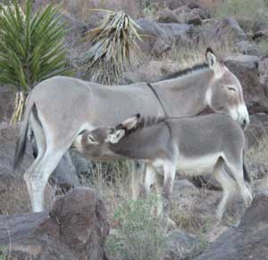 Dinnertime in Oatman, Arizona. (Courtesy photo by Bryce Larrabee)