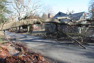 A tree brought down power lines on Blanchard Road. (Photo by Lisa Aciukewicz) MORE PHOTOS