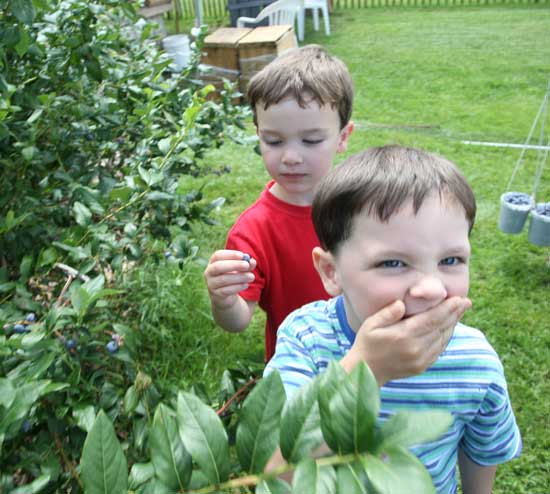 Four-year-old twins Sawyer and Tucker Madison sample the blueberrys at Doe Orchards.