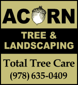 Acorn Tree